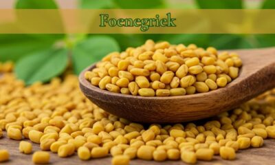 Foenegriek